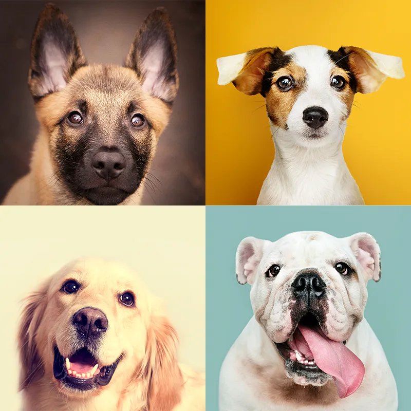 Agata Maj - Psia Behawiorystka Brzesko